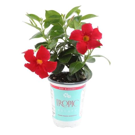 Costa Farms 1-Quart 4-Pack Mandevilla 4-Pack in Pot (1qtman) in the ...