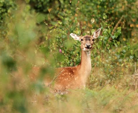 Forest of Dean Wildlife & Nature Diary: Happy 2012!