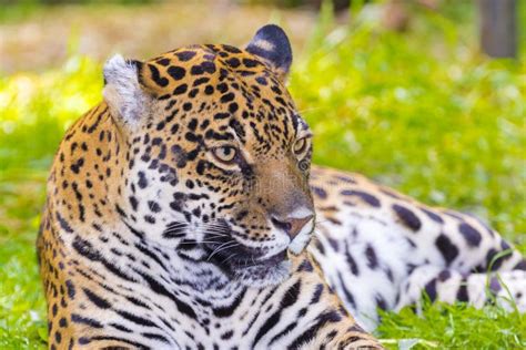 Spotted jaguar on tree stock photo. Image of felidae - 83401704