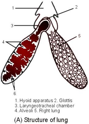 Standard Note: Respiratory system of Frog