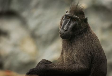 Black Macaque ~ Animal Photos ~ Creative Market