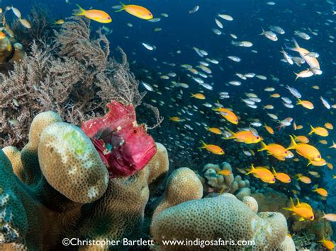 Pemba Diving - Indigo Safaris