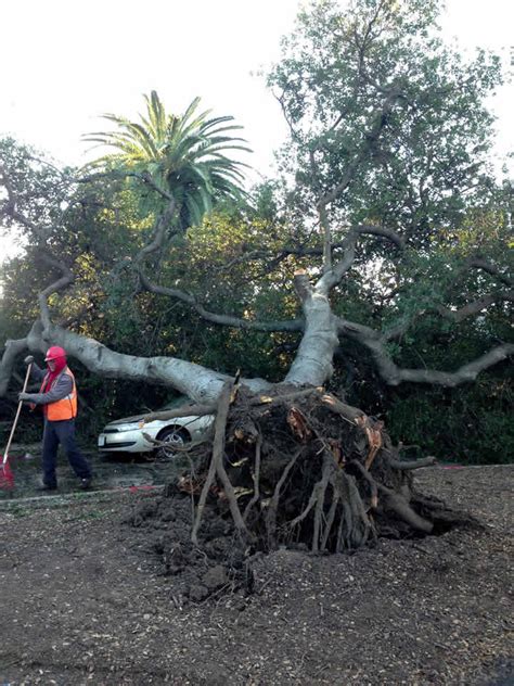 PHOTOS: Heavy winds down trees, cause damage around Bay Area | abc7news.com