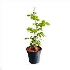 Butterfly Pea plant- indoorplant | Plantshop.me