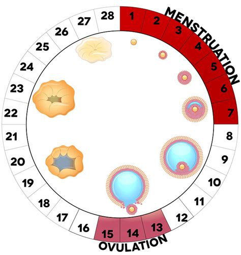 Menstrual cycle and sleep