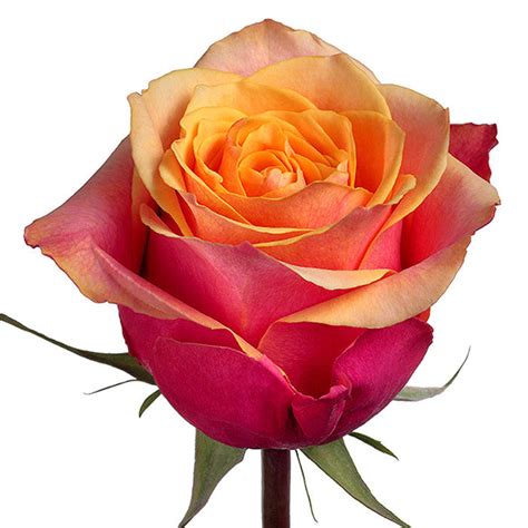 Bi color roses, Cherry Brandy Roses | WholesaleFlowers.net
