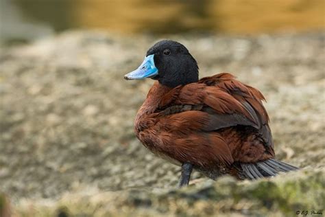 Blue-billed Duck Page | Australia animals, Duck, Farm animals