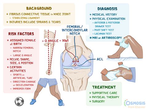 Anterior Cruciate Ligament (ACL) Injuries: What Are They, Female ...