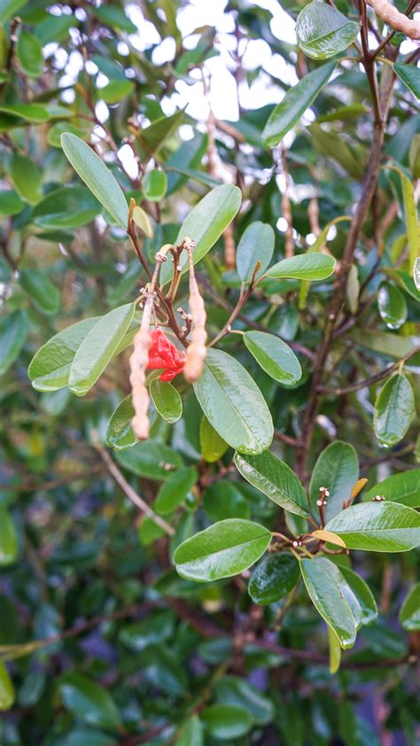 Jamaica Caper (Capparis cynophallophora L.) — Plant Creations