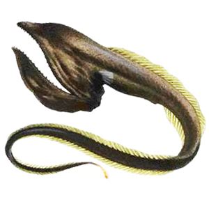 Gulper Eel - Unique nature Animals