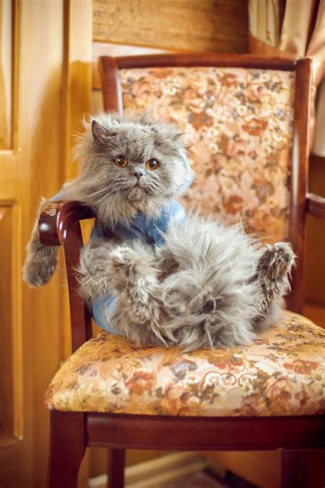 The Cat is Sitting in the Chair Stock Photo - Image of alert, design: 75119668