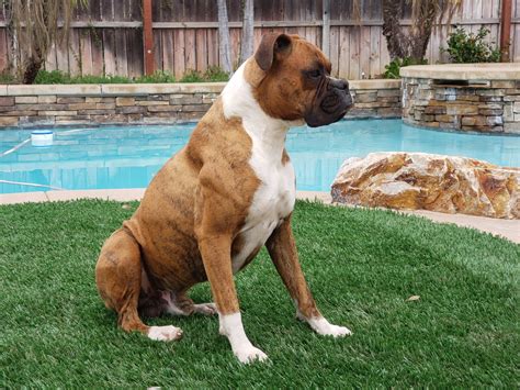 Boxer puppies (AKC Registered) | Bloodydecks