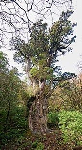 Temperate rainforest - Wikipedia