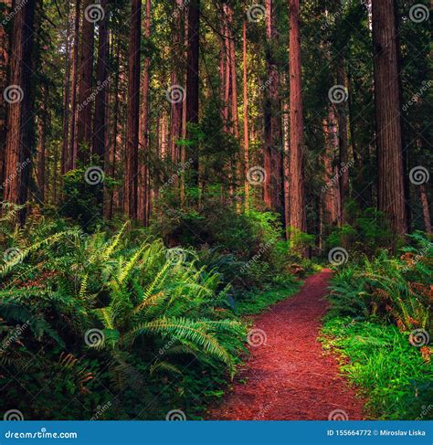 Hiking Trail through a Redwood Forest in Northern California Stock ...