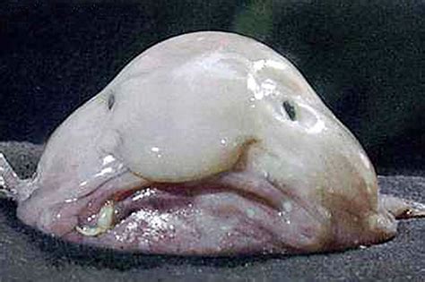 'Hideous' blobfish is officially named the world's ugliest animal Ugly Animals, Scary Animals ...