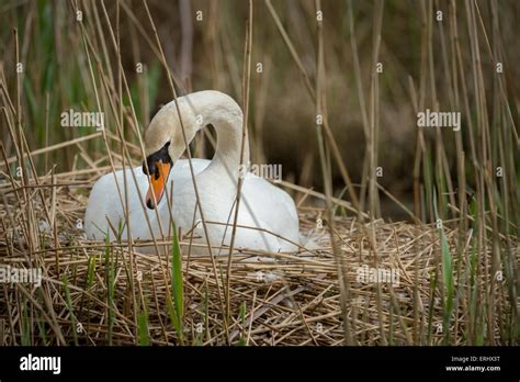 Mute Swan nesting Stock Photo - Alamy