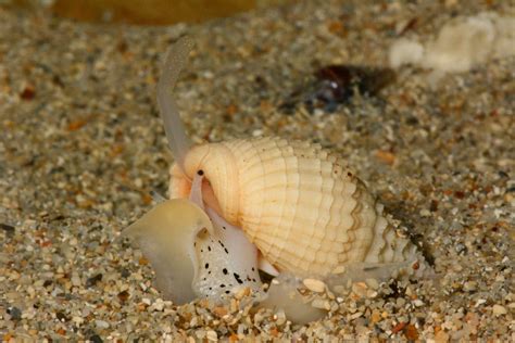 Gastropods - Snails, Sea Slugs, Sea Hares, Nudibranchs