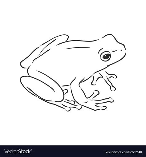 Outline drawing a frog isolated on white Vector Image