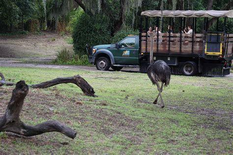 Kilimanjaro Safari Tour: The biggest tour in Disney's Animal Kingdom ...