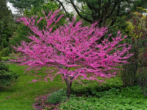 Growing Tips And Care Of Redbud Trees | Gardening Know How