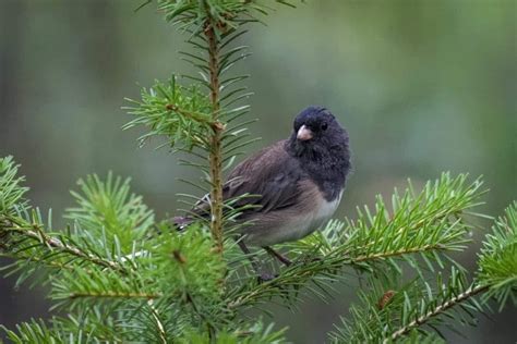 Dark Eyed Junco Migration: All You Need To Know