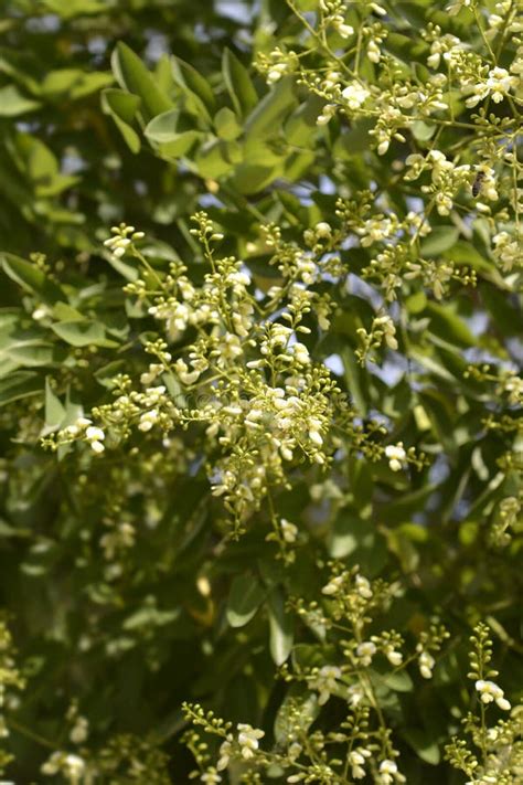 Japanese pagoda tree stock image. Image of plant, botany - 257874903