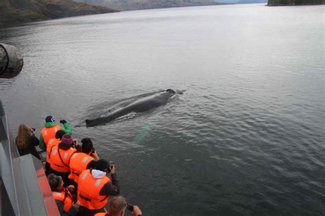 Punta Arenas: Full-Day Whales, Penguins, and Glaciers Tour in Chile