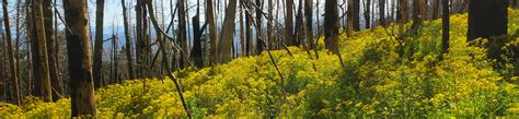 North Sandia Peak Trail – Wandering New Mexican