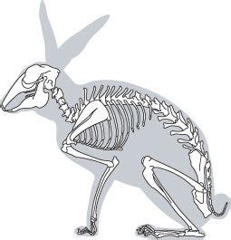 Skeletal Resource Manual | Rabbit skeleton, Animal skeletons, Animal drawings