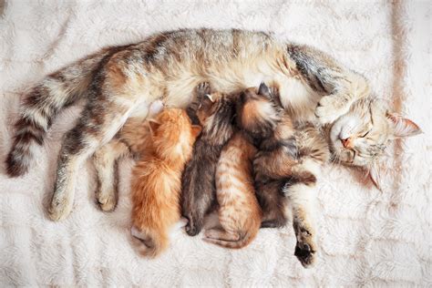 Stray Cat Mom 'Spooked' by Windstorm Brings Newborn Kittens to Human Friend - Newsweek