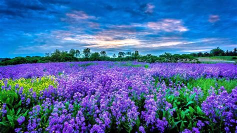 Purple Field Of Flowers Wallpapers - Wallpaper Cave