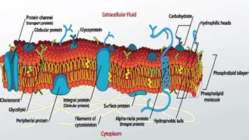 Glycoprotein Diagram