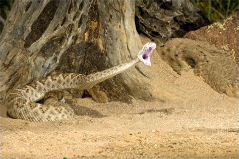 Western Diamondback Rattlesnake | Coniferous Forest