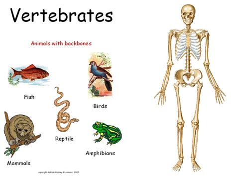 ShowMe - vertebrate