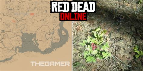 Red Dead Online: Best Wintergreen Berry Locations