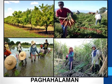 Paghahalaman Sektor Ng Agrikultura Kahulugan - sakahulugan