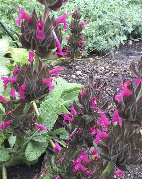 Hummingbird Sage Seeds – Blue Moon Native Garden