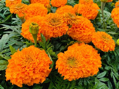 Marigolds Antigua Orange | Bloom-Masters