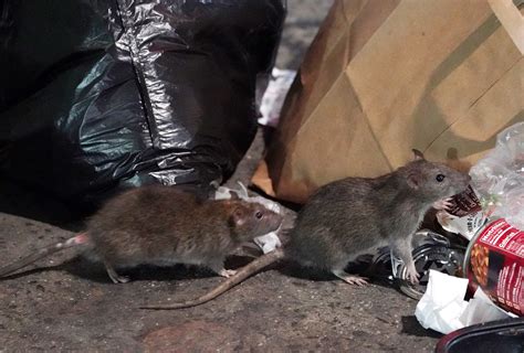 NYC set to hire top senior rat killing czar for $170K job