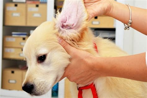 Ear Mites in Dogs - Symptoms, Causes, Diagnosis, Treatment, Recovery ...