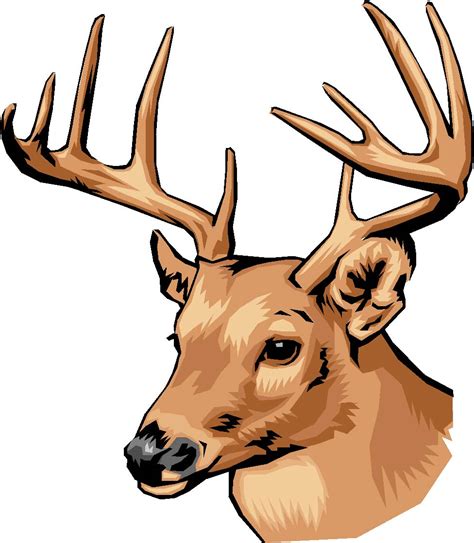 realistic deer head drawing - Clip Art Library