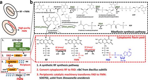 Schematic view showing the design of a novel biosynthesis pathway for ...