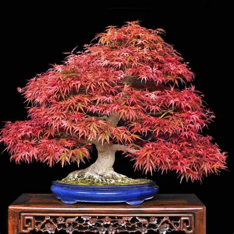 ACER palmatum atropurpureum Bonsai - Bonsai – Australian Seed