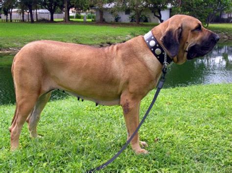 Extreme Dog Breeds: Fila Brasileiro