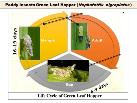 Paddy Insects Green Leaf Hopper (Nephotettix nigropictus ) -