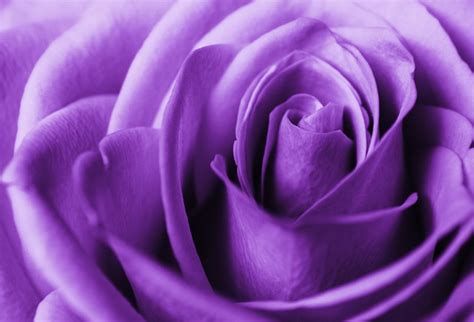 Purple Roses, Incredible Beauty in the Shadow of a Rarity