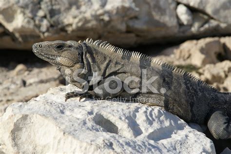 Iguana On A Rock Stock Photo | Royalty-Free | FreeImages