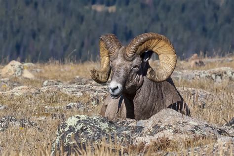 Bighorn Sheep Population (U.S. National Park Service)