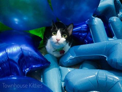 a black and white cat hiding in blue balloons