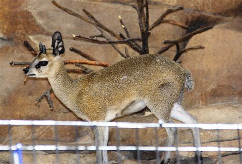 Henry Doorly Zoo, Omaha: A Zoo Lover Must-See - Midwest Wanderer